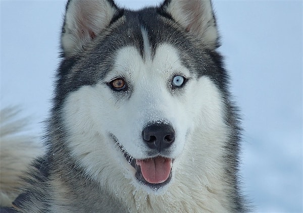 3. Вызываем симпатию