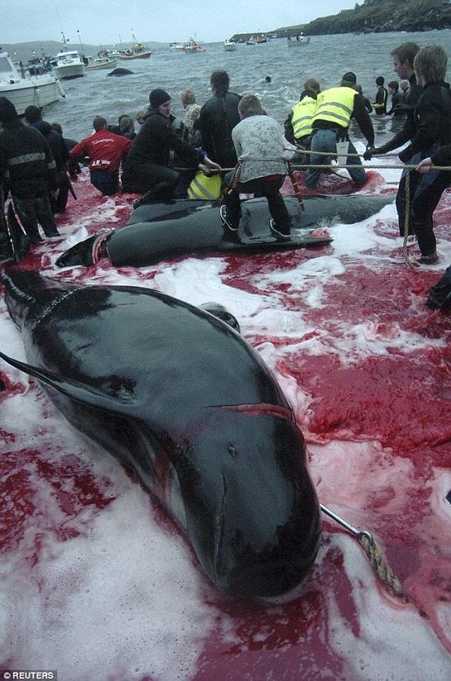 Although activists in Denmark are preparing to go to court against this legal activity, it was reported that 823 pilot whales have been slaughtered in total during his 300-year old tradition.