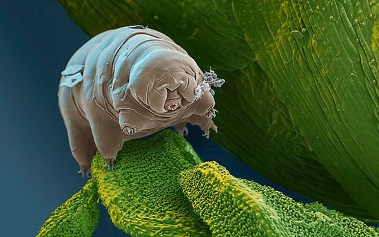 Dünyanın En Dayanıklı Hayvanının Sırrı Çözüldü