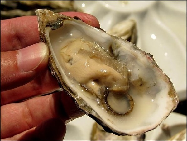 11. Устрицы умеют менять свой пол