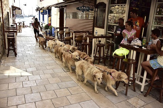 Bodrum'un Sokağa Atılan Köpeklerden Oluşan Golden Çetesi ve Liderleri Şenol Kaptan