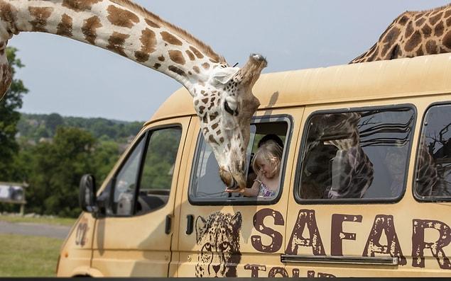 3. Go on a safari in Kenya and feed a giraffe