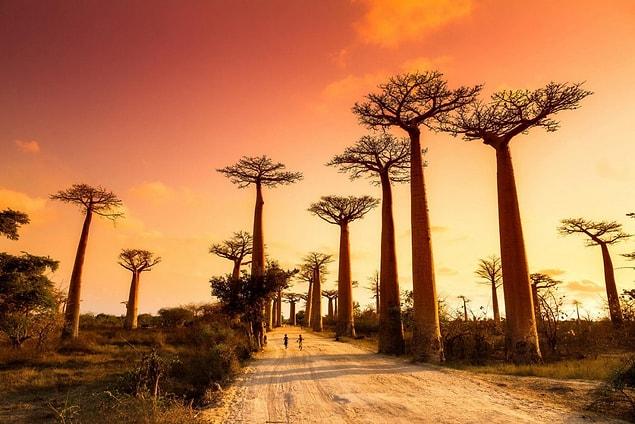 21. Walk in the baobab grove