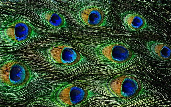 20. Gorgeous feathers of peacocks.