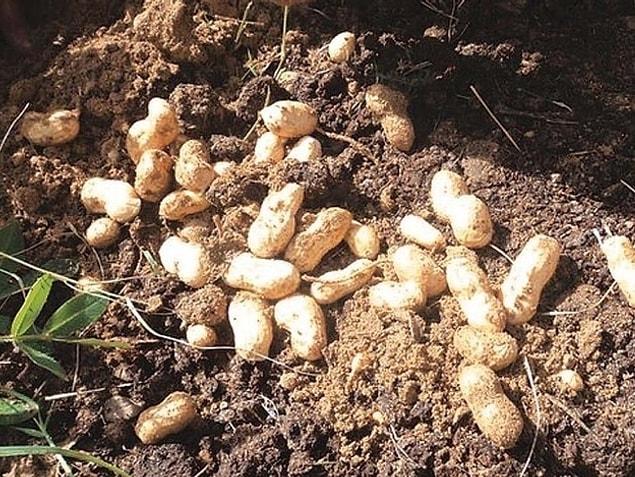 13. Peanuts are not nuts. They grow in the ground, so they are legumes.