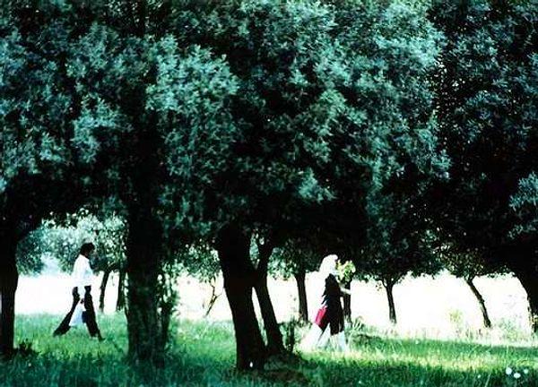 13. Through the Olive Trees  | IMDB: 7.7 (1994)
