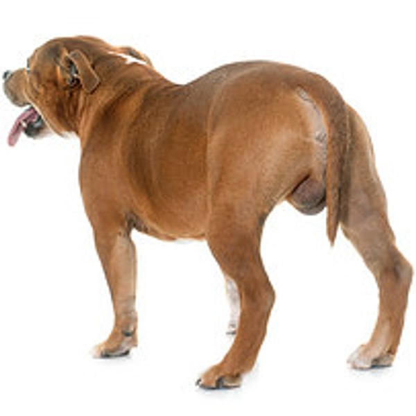 10. Протез яичек для вашего пса