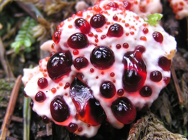 1. Bleeding Tooth Fungus