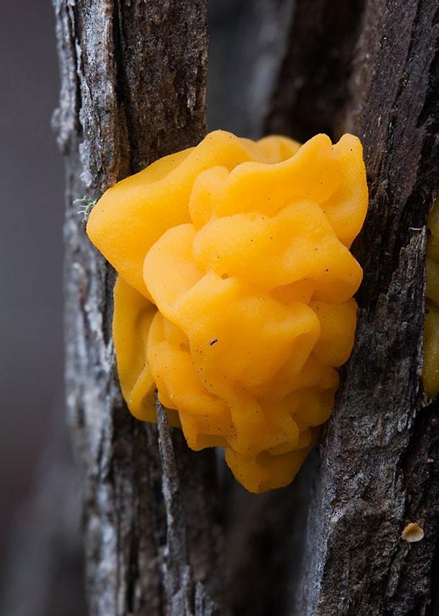 11. Golden Jelly Fungus