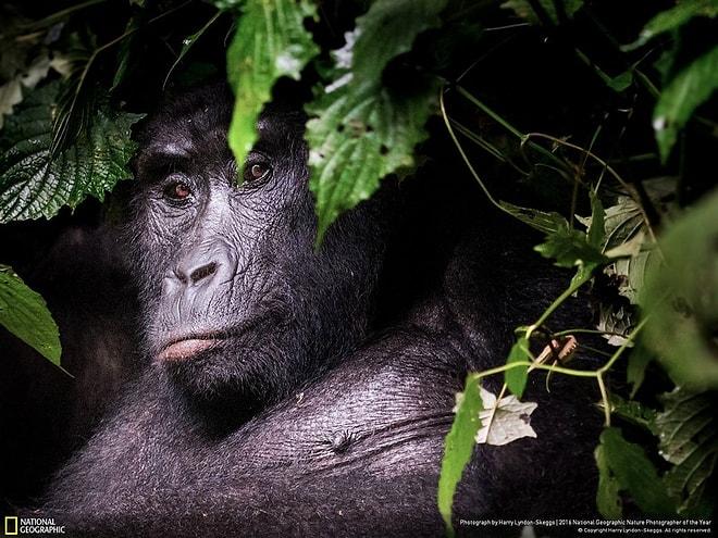 2016 National Geographic Doğa Fotoğrafları Yarışması'ndan Nefes Kesen 43 Fotoğraf