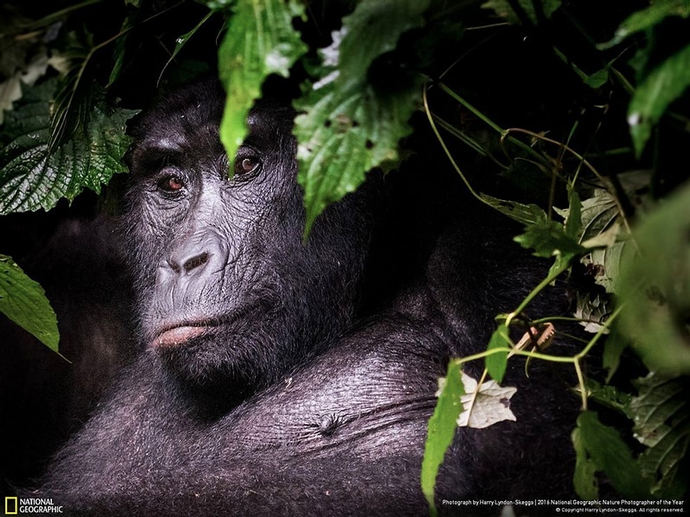 2016 National Geographic Doğa Fotoğrafları Yarışması'ndan Nefes Kesen 43 Fotoğraf