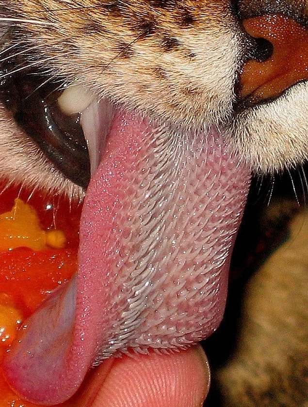 14. The texture of a tiger's tongue can separate flesh from bone