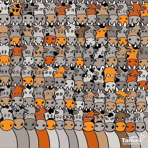 2. Среди коров есть одна собака. Ну как, нашел(ла)?