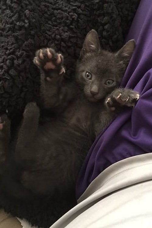 Karşınızda Chase Stout, Kenzie Jones ve çiftin 4 Eylül'de sahiplendikleri minnoş kedi Mr. Wilson!