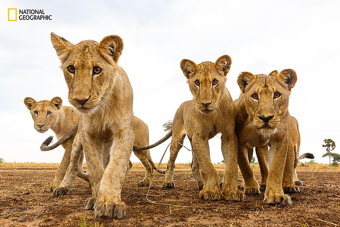 National Geographic Yılın Doğa Fotoğrafçısı Yarışması'ndan Nefes Kesen 15 Fotoğraf