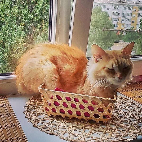 3. Вот этот кот