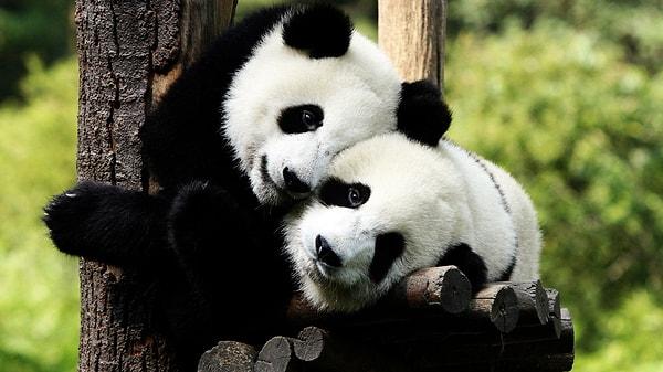 Pandaların cinsel arzusu bir insanın dişine kanal tedavisi yaptırma isteğini geçmiyor!