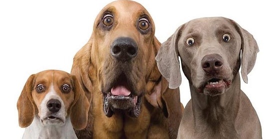 13 картинок, которые невозможно увидеть, не потряся своим телефоном