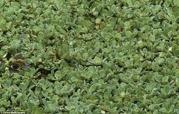 Кайман, Венесуэла