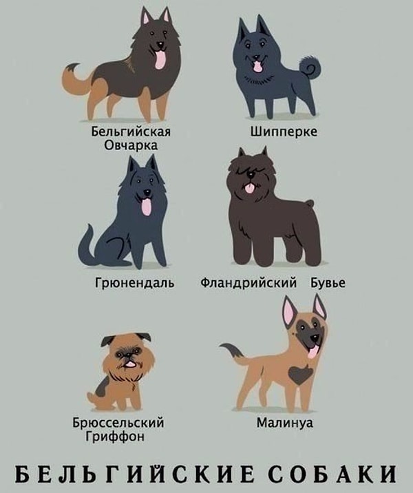 4. Бельгийские