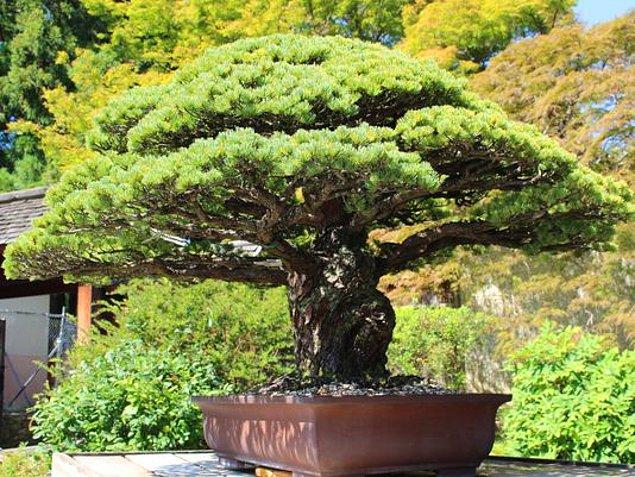 6. 1626'da dikilen bir Bonzai ağacı Hiroşima'daki bombadan sağ çıkanlardan. Şu an Amerika'da bir müzede duruyor. Neredeyse 400 yaşında.