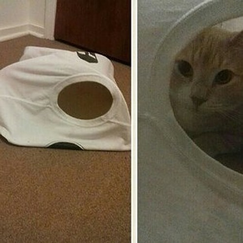 Eski tişörtlerden kedi çadırı yapmak kolay değil miymiş canısı? 😏