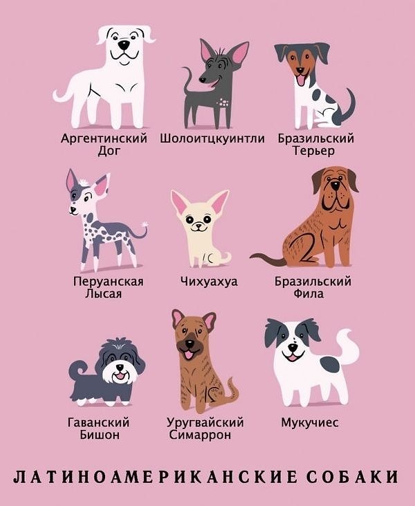 10. Латиноамериканские