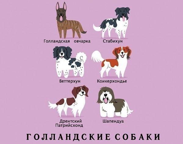 12. Голландские