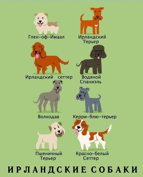 15. Ирландские