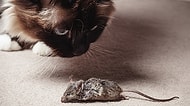Kediler Yakaladıkları Hayvanları Neden Salona veya Yatak Üzerine Bırakır?