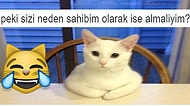 İlginç Kedi Fotoğraflarını İnsan Gibi Dillendirerek Bizi Dev Güldüren 15 Kişi