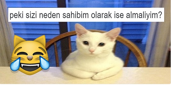 İlginç Kedi Fotoğraflarını İnsan Gibi Dillendirerek Bizi Dev Güldüren 15 Kişi