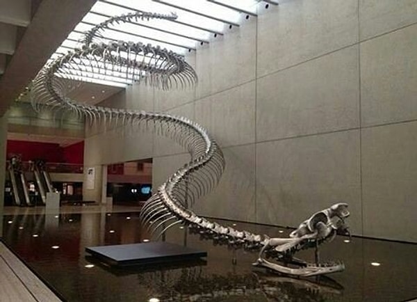 13. Самое страшное, что эта гигантская змея Титанобоа существовала на самом деле и достигала 20 метров в длину.