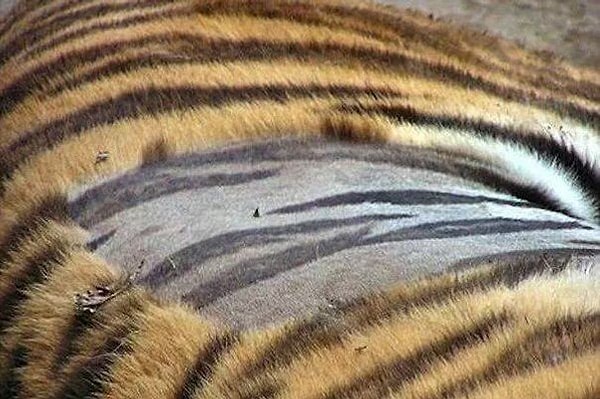 19. У тигра кожа полосатая, как и шерсть.