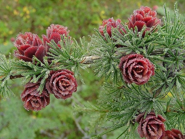 12. Роза севера - так цветет лиственница. Её шишки краснеют раз в 2-3 года.