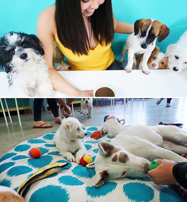 11. "Dog Cafe", Лос-Анджелес, США