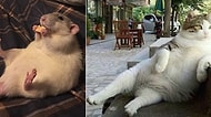 İnsanlara Özenip "Ben de Öyle Otururum Ulan!" Demiş Keyfine Düşkün 17 Hayvan