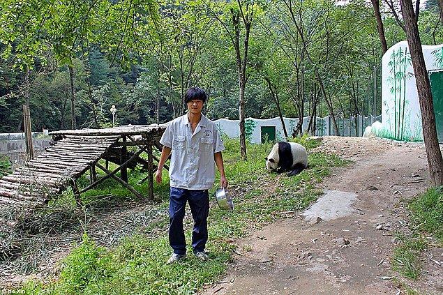 Foping'in yerlisi olan 26 yaşındaki He Xin 2 yıldır burada Qizai'nin bakıcılığını yapıyor. Günde neredeyse 18 saatini bu tatlı ayıcıkla geçiren bakıcı sabah kalkıp onu bambuyla besliyor ve gece o uyumadan asla yanından ayrılmıyor.