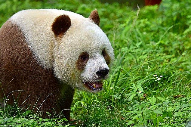 Artık Qizai bir yetişkin panda ve diğer pandalardan ayrı bir alanda tutuluyor.
