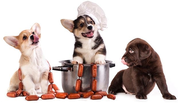 Canimizdan Cok Sevdigimiz Kopek Dostlarimiza Evde Hazirlayabilecegimiz 11 Mama Tarifi