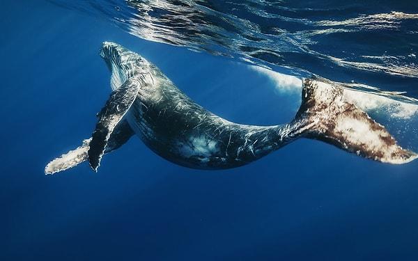 9. Balinalar suyun altında 30 dakikadan fazla kalırlarsa boğulurlar.