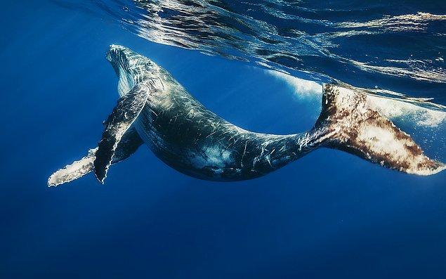 9. Balinalar suyun altında 30 dakikadan fazla kalırlarsa boğulurlar.