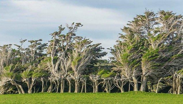 Bu eğik ağaçlardan birtek Yeni Zelanda’da mı var?