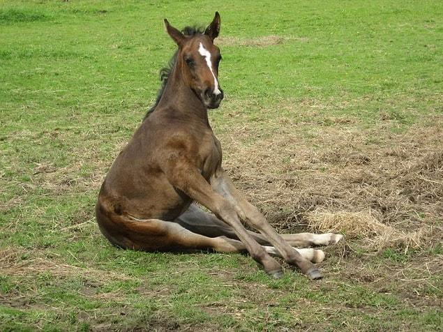 10. "I am well aware that I am a horse, but this is exactly how I want to sit."