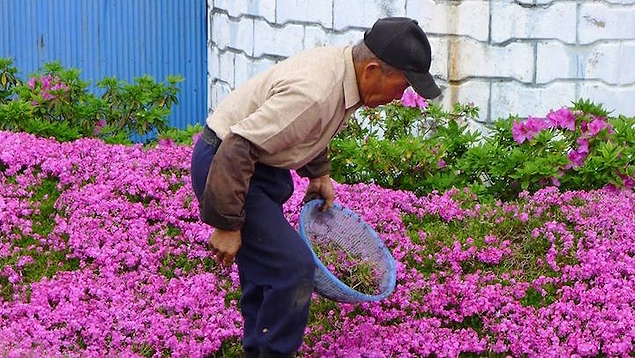 Bu pembe aşk denizi gibi çiçekleri Mart ile Nisan ayları arasında 7000'den fazla ziyaretçi görmeye geliyor.