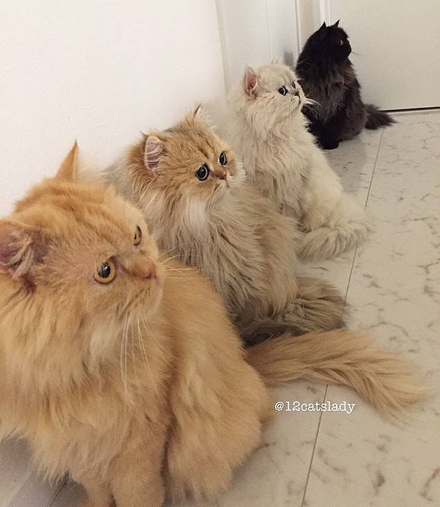 Now, they are all spayed and neutered...
