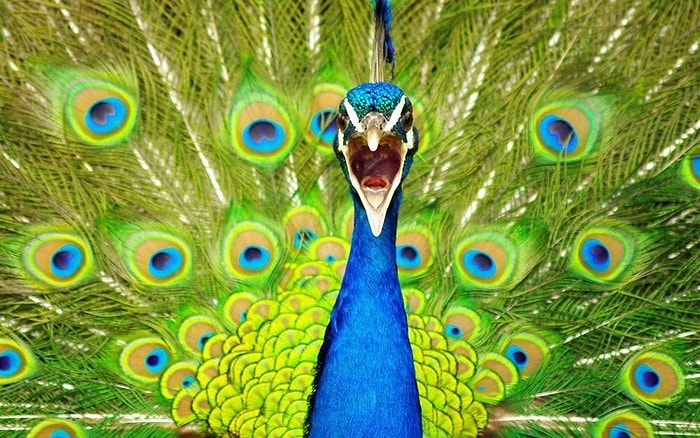 Photoshop Olmadığına İnanmayacağınız 19 Büyüleyici Doğa Fotoğrafı