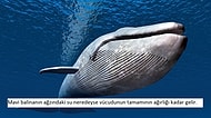 Dünyanın En Büyük Canlısı Olan Balinalar Hakkında 25 Şaşırtıcı Gerçek