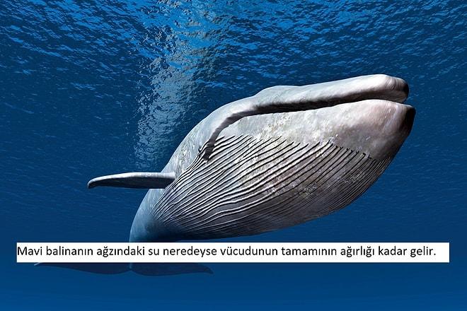 Dünyanın En Büyük Canlısı Olan Balinalar Hakkında 25 Şaşırtıcı Gerçek