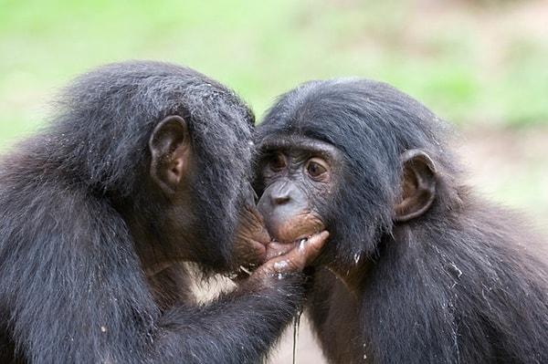 7. Bonobolarda ise durum biraz daha farklı...